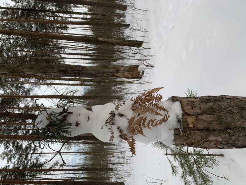 Зимний лес в Подмосковье
